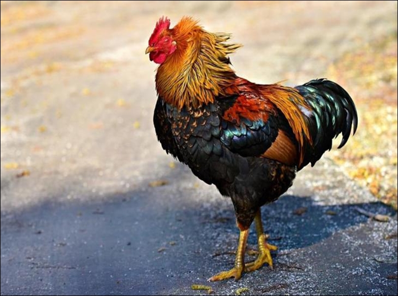 Vaksin Ayam