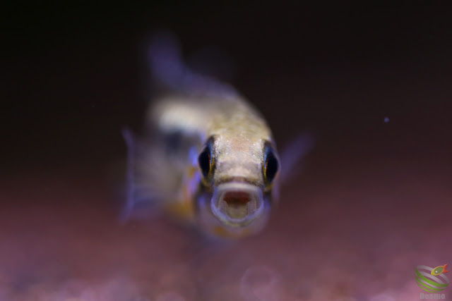 Apistogramma mendezi / Santa Isabel