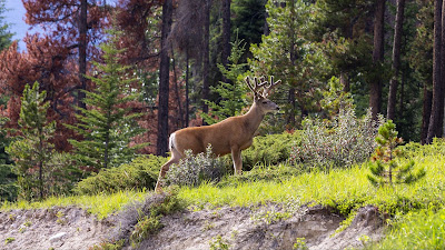 Wallpaper deer in the forest iphone