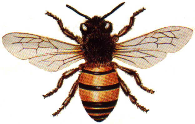 bee wings clipart - photo #39
