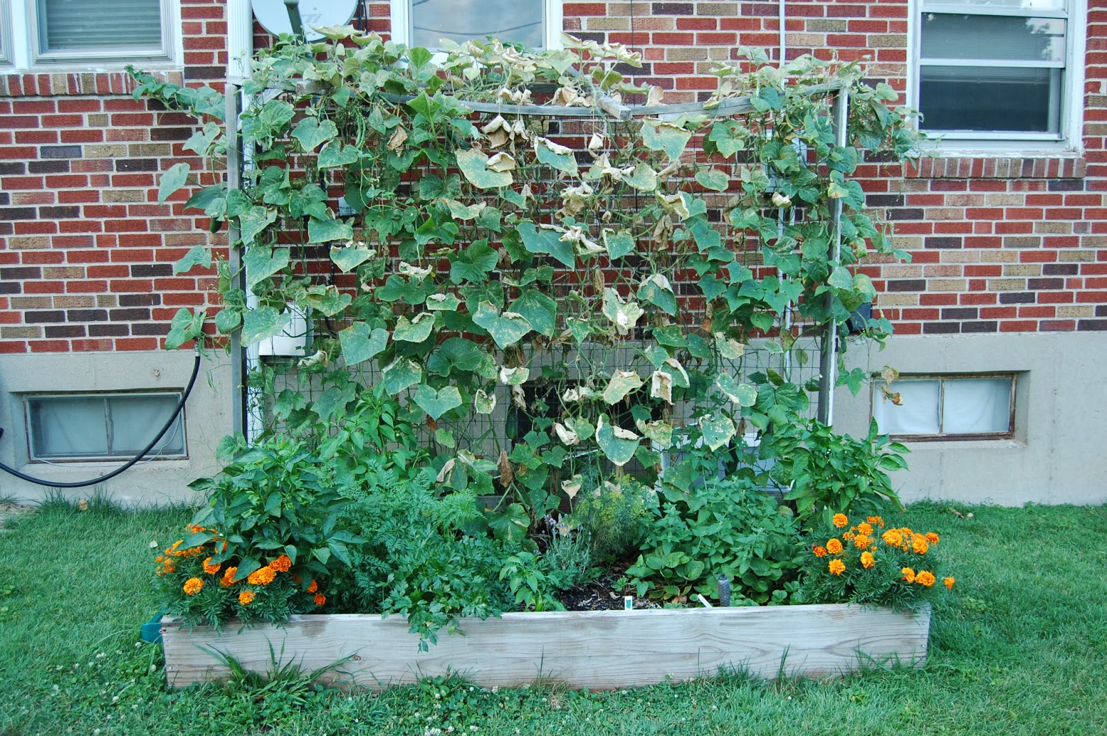 Square Foot Gardening in the City
