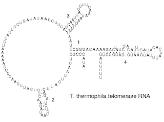 telomeraz'daki RNA'nın ikincil yapısı.