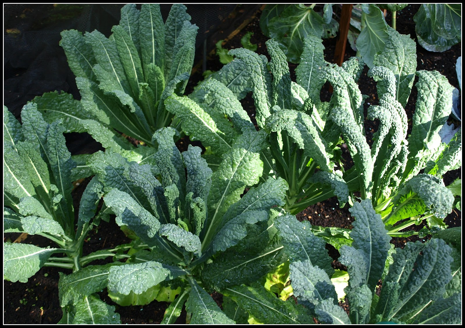 Mark's Veg Plot Spotlight on Cavolo Nero