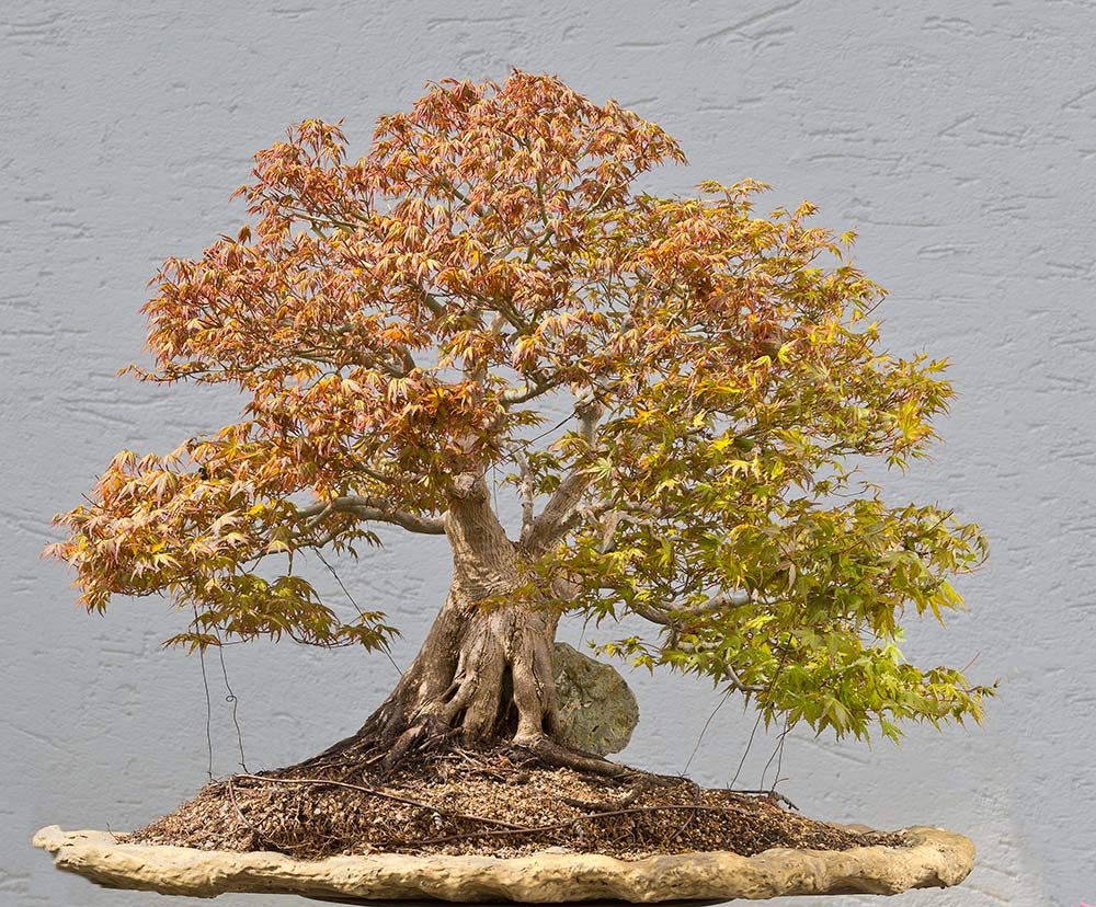 Walter Pall Bonsai Adventures Japanese Maple 26 and hedge pruning method