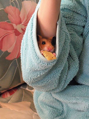 Syrian hamster hiding