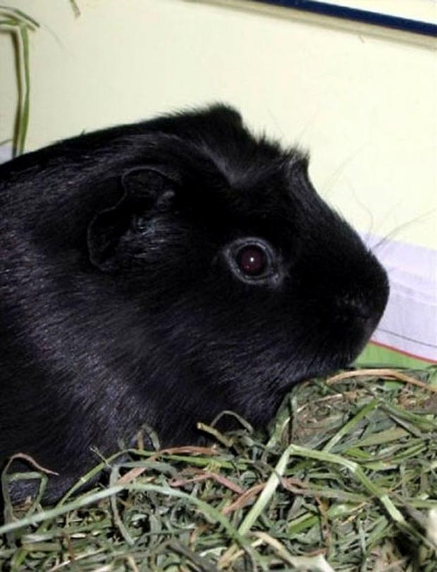 صور حيوانات Melanistic-guinea-pig