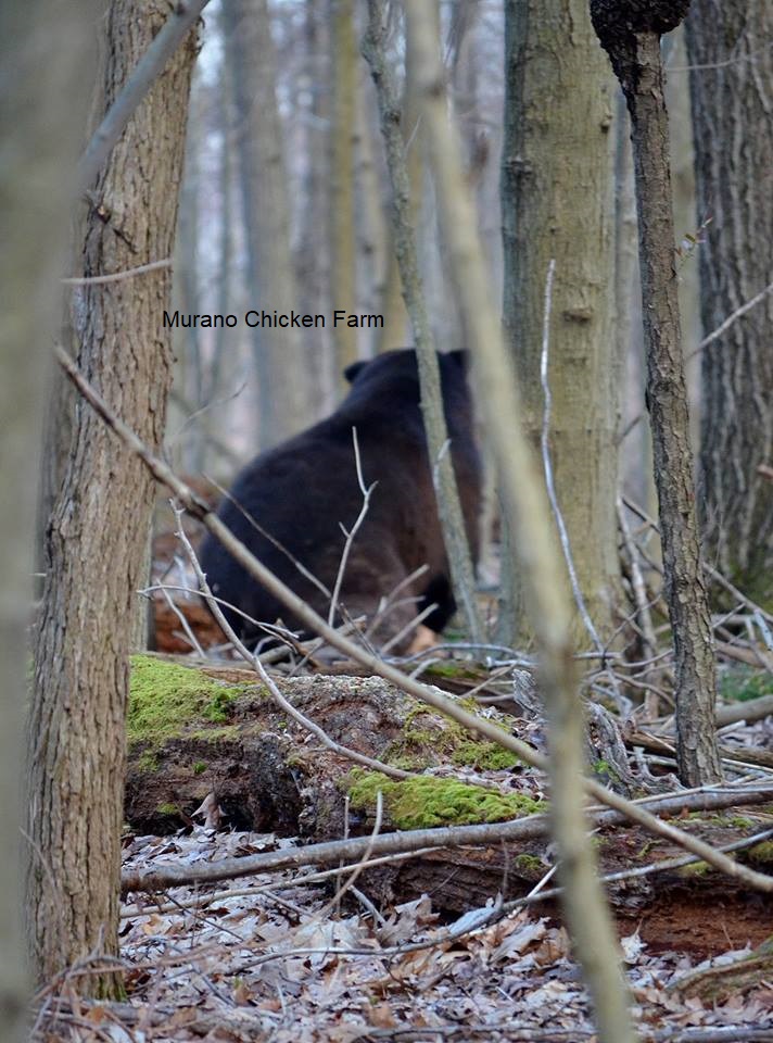 How to keep Bears out of the chicken coop Murano Chicken Farm