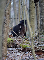 bears chickens chicken bear coop eat keep