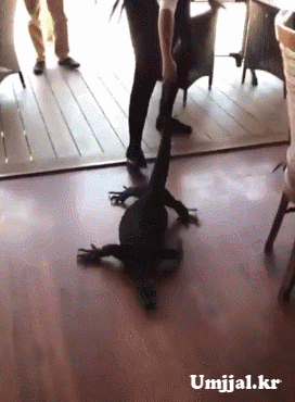 Umjjal_kr_028.gif