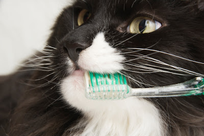 merawat gigi kucing