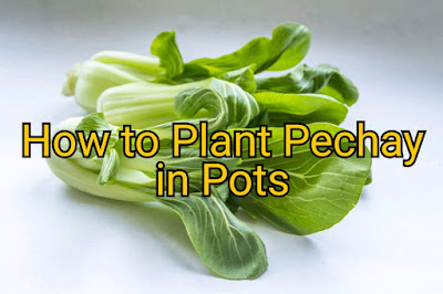 how to plant pechay in pots