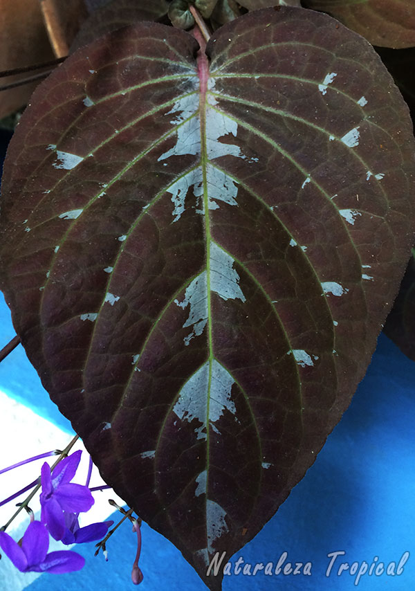 Detalle de la hoja de la Planta de Chocolate, Pseuderanthemum alatum