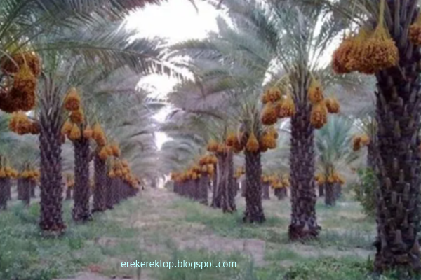 23 Angka Mimpi Mengenai Buah Kurma Versi Erek Erek 2d 3d 4d Top Erek Erek Top 23 Angka Mimpi Mengenai Buah Kurma Versi Erek Erek 2d 3d 4d Top Erek Erek Top