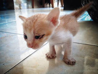 Adorable Very Young Brown Kitten Walk Looking For Mom On The House Floor North Bali Indonesia