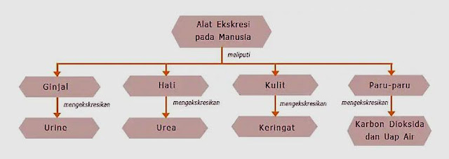 peta konsep sistem ekskresi manusia