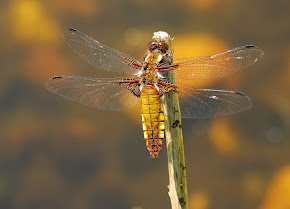 Broad-bodied Chaser female