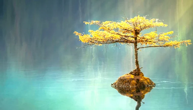 Lonely Tree in Lake screensaver