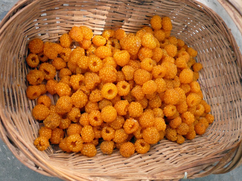 مدونة حِناء: توت الهيمالايا الأصفر Yellow Himalayan Raspberry