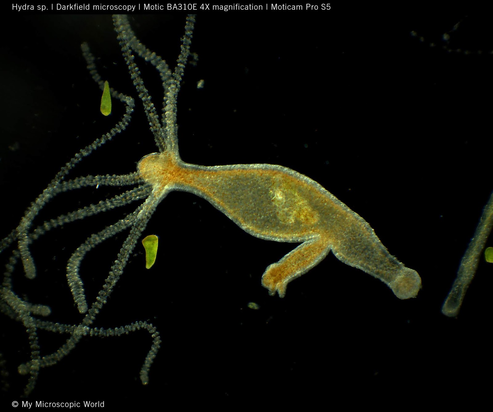 Motic Europe | Blog: Hydra - The immortal monster of the micro world