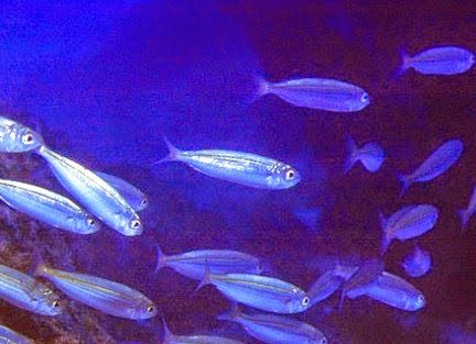 Pesca Alla Boga Da Terra Pescare le boghe dalla spiaggia