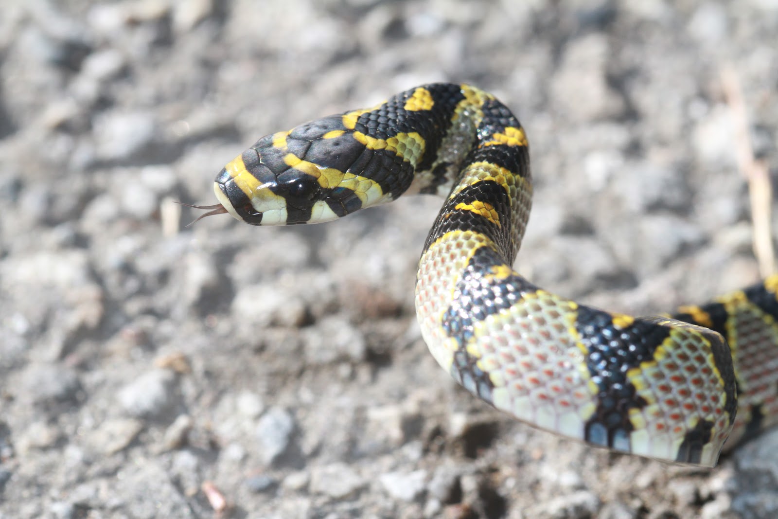 成都生物所发现过树蛇属一新种——沃氏过树蛇----成都生物研究所