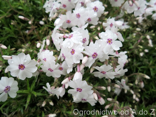 Floks szydlasty Phlox subulata