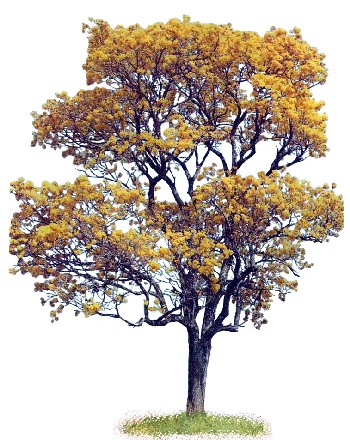 Ipê-Amarelo (Tabebuia vellosoi) - Klima Naturali™