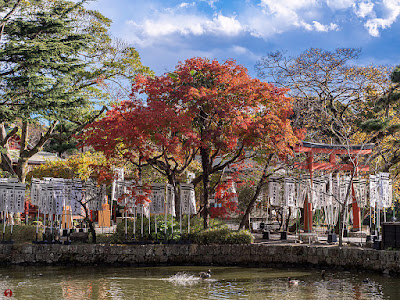 Autumn leaves: Tsurugaoka-hachimangu (Hata-age benzaitensha Shrine)