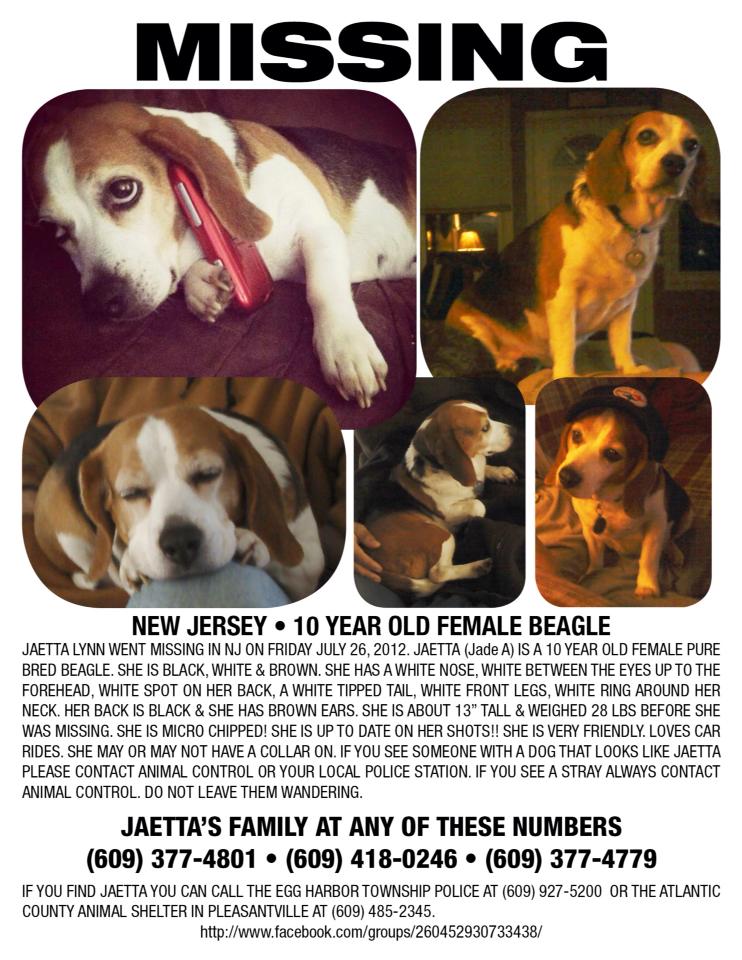 Beagle Rescue USA Missing Beagle Lost in NJ