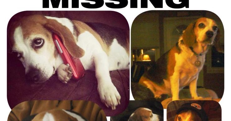 Beagle Rescue USA Missing Beagle Lost in NJ