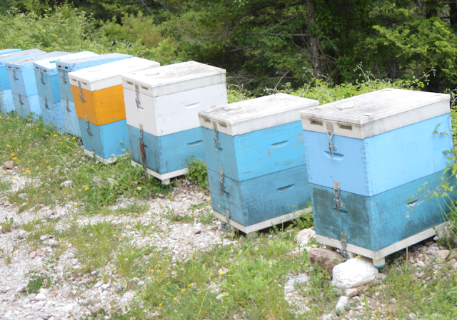 Πως θα επιβιώσει ο μελισσοκόμος πουλώντας μέλι στη χονδρική