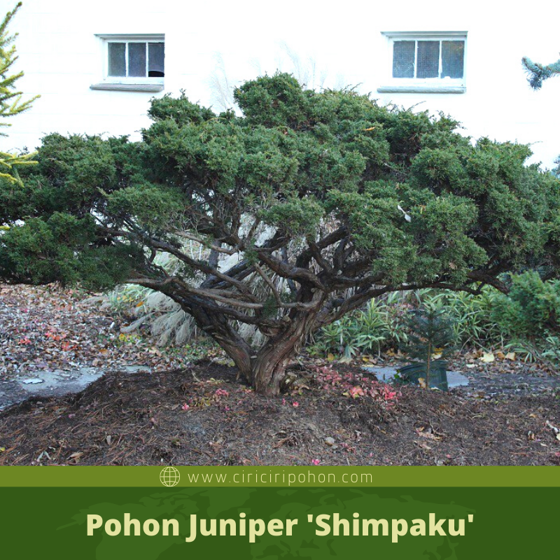 Ciri Ciri Pohon Cemara Sinensis (Juniperus chinensis) Di Alam Liar