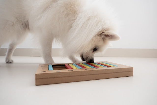 A little white Spitz dog tries to get food out of a food puzzle toy