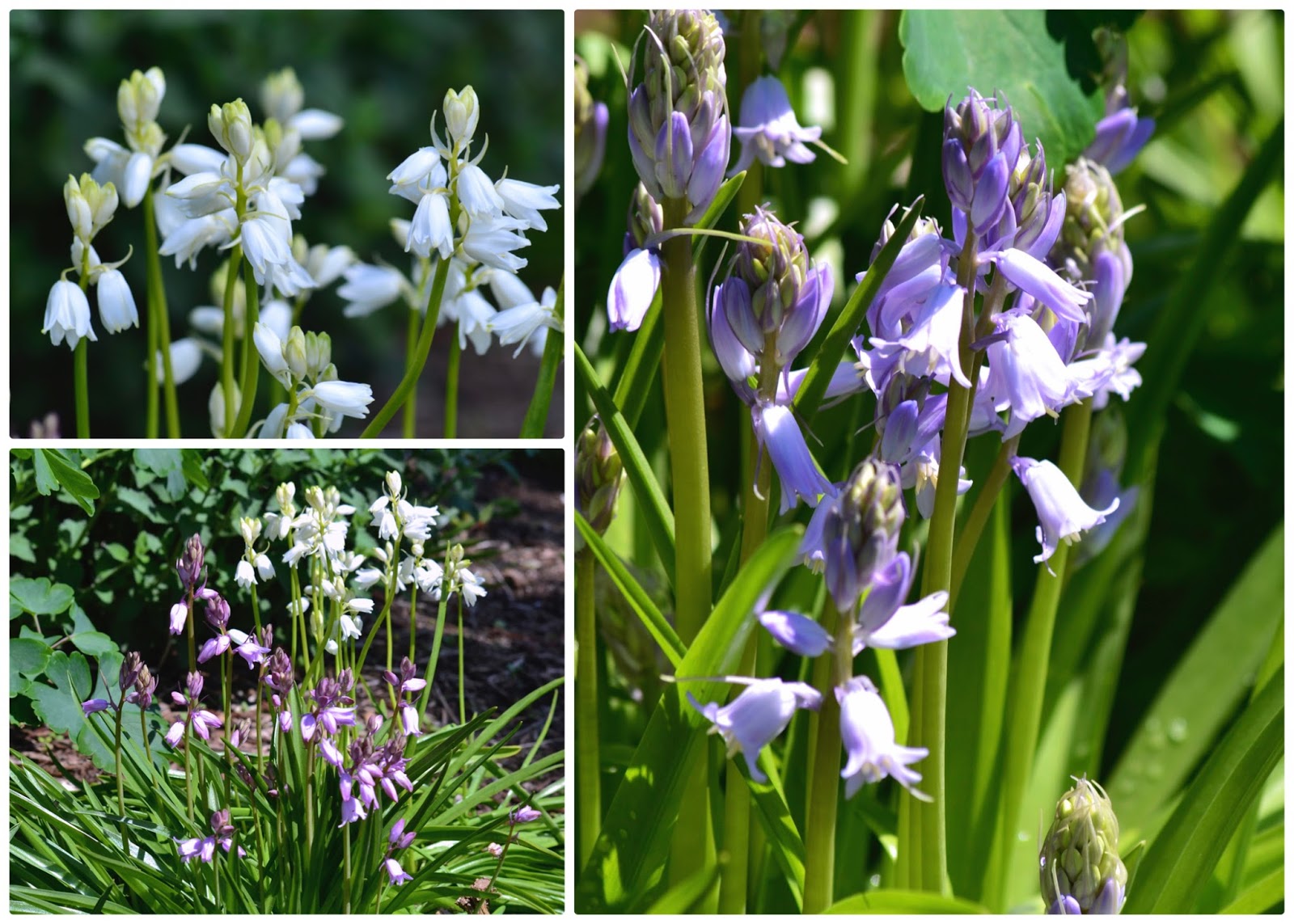 Plant Inventory at 20 Timothy Scilla / Wood Hyacinth