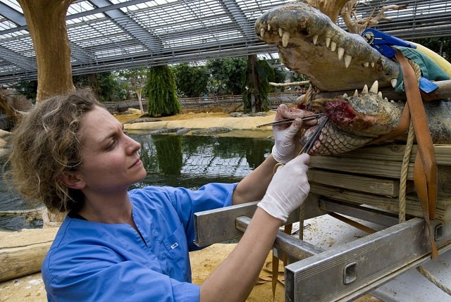 knowledge needed for career in animal care industry