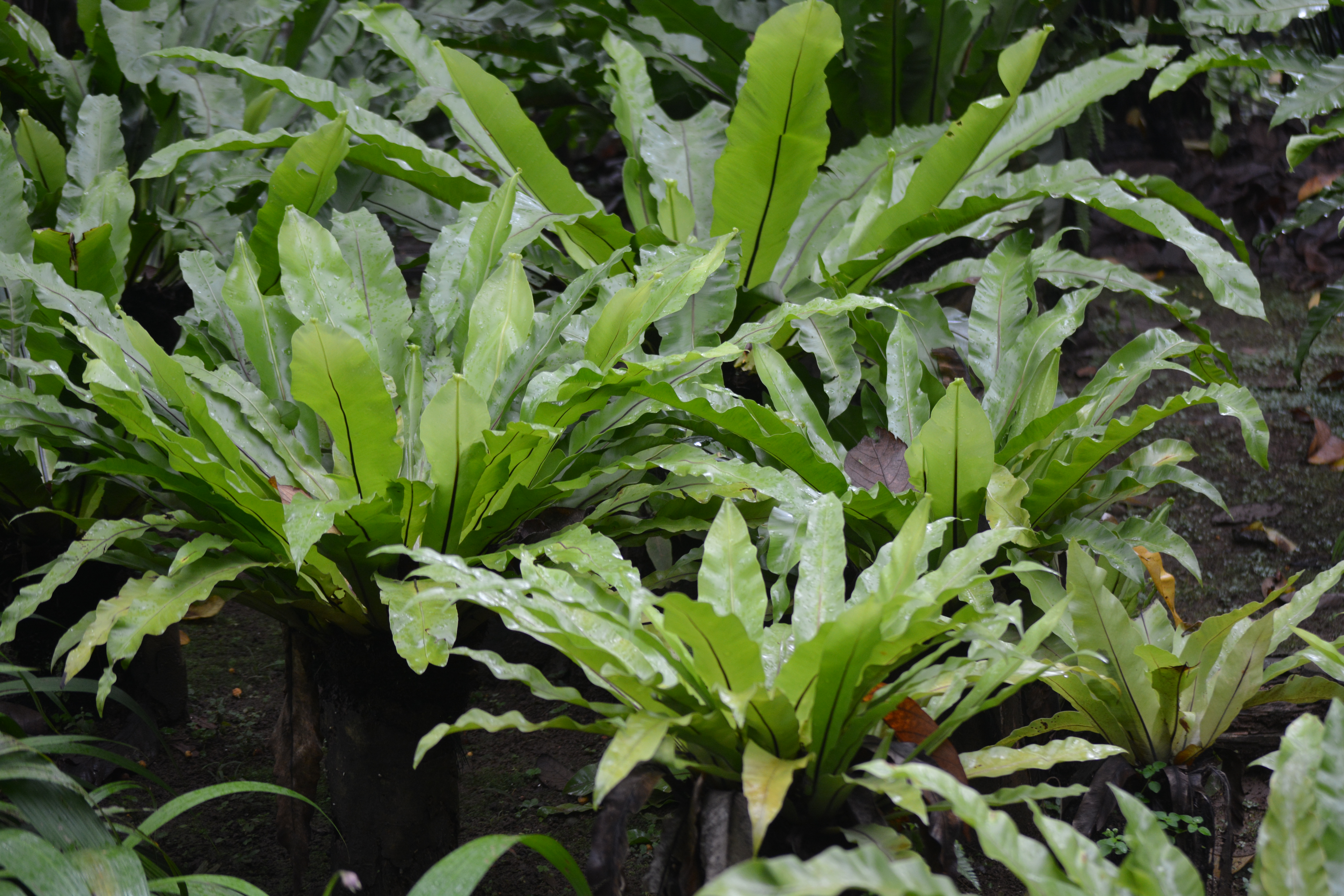 Kadaka Asplenium Nidus L Paku Sarang Burung Tanaman Hias Daun Yang Epifit Planter And Forester
