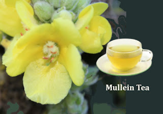 Mullein Tea