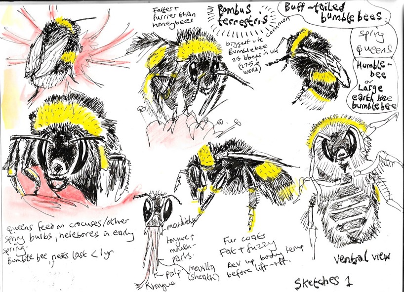 Vector Bee Drawing Stock Photos Vector Bee Drawing Stock Images