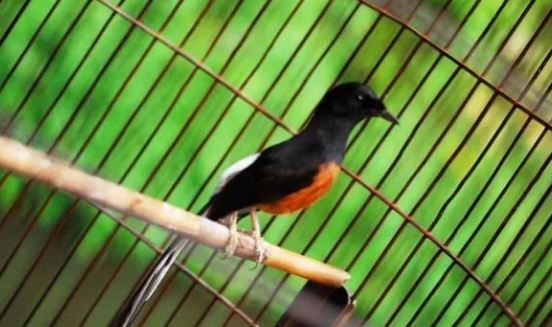 Harga Burung Murai Kerikil Terbaru 2019 Kicau Mania
