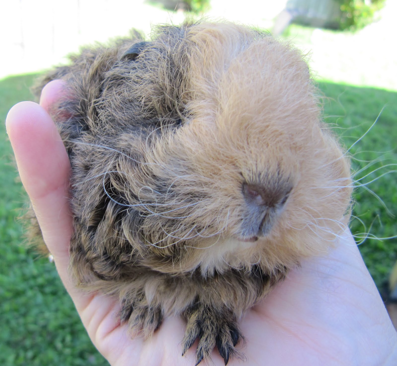All Things Guinea Pig English Rose Jasmine