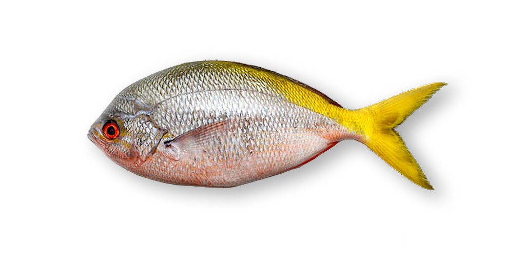Ikan Ekor Kuning | Jual ikan Laut dan Seafood Lombok | Grosir Ikan Laut