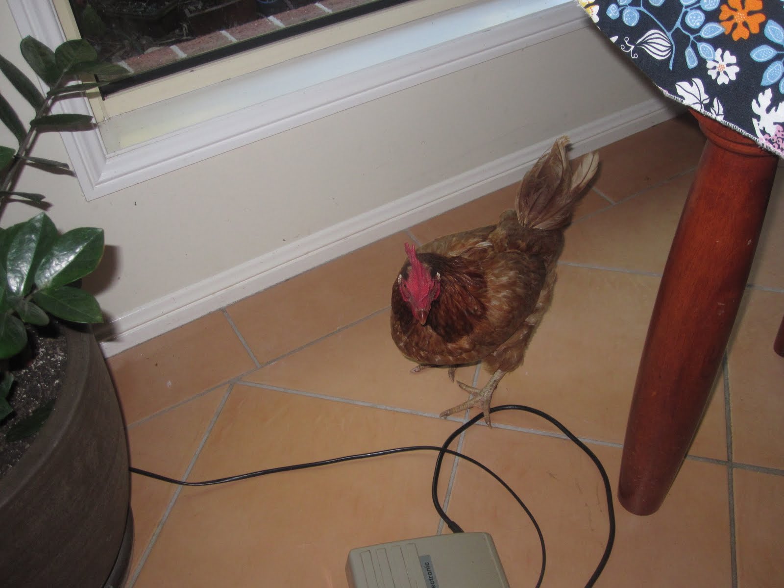 Bec I am. Chicken In The House!!!