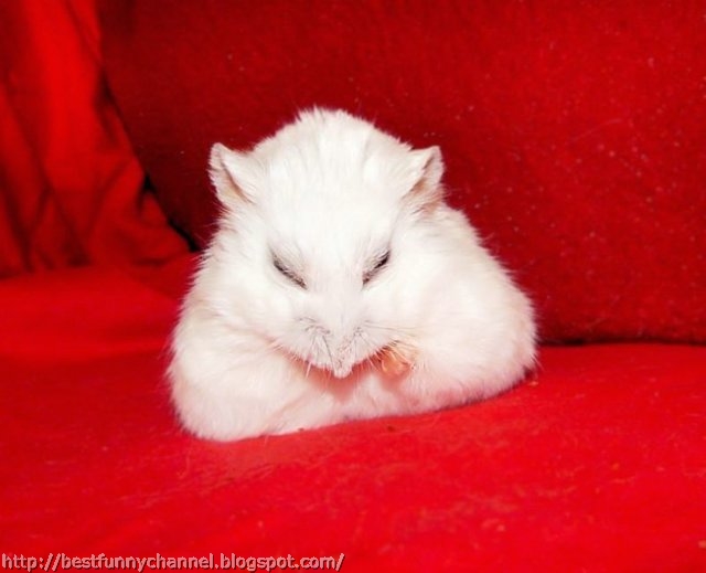  Cute hamster.