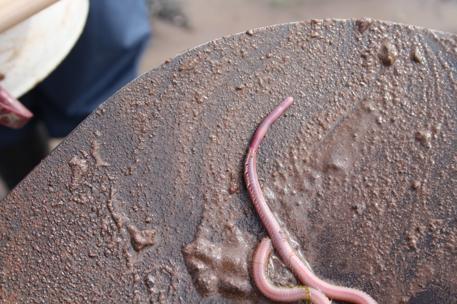 Huntsman Marine Science Centre Creature Feature Blood worm