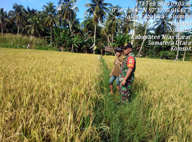 Cara Pengusiran Hama Burung Di Sawah Petani Bersama Babinsa Koramil 09 Sirombu Cara Pengusiran Hama Burung Di Sawah Petani Bersama Babinsa Koramil 09 Sirombu