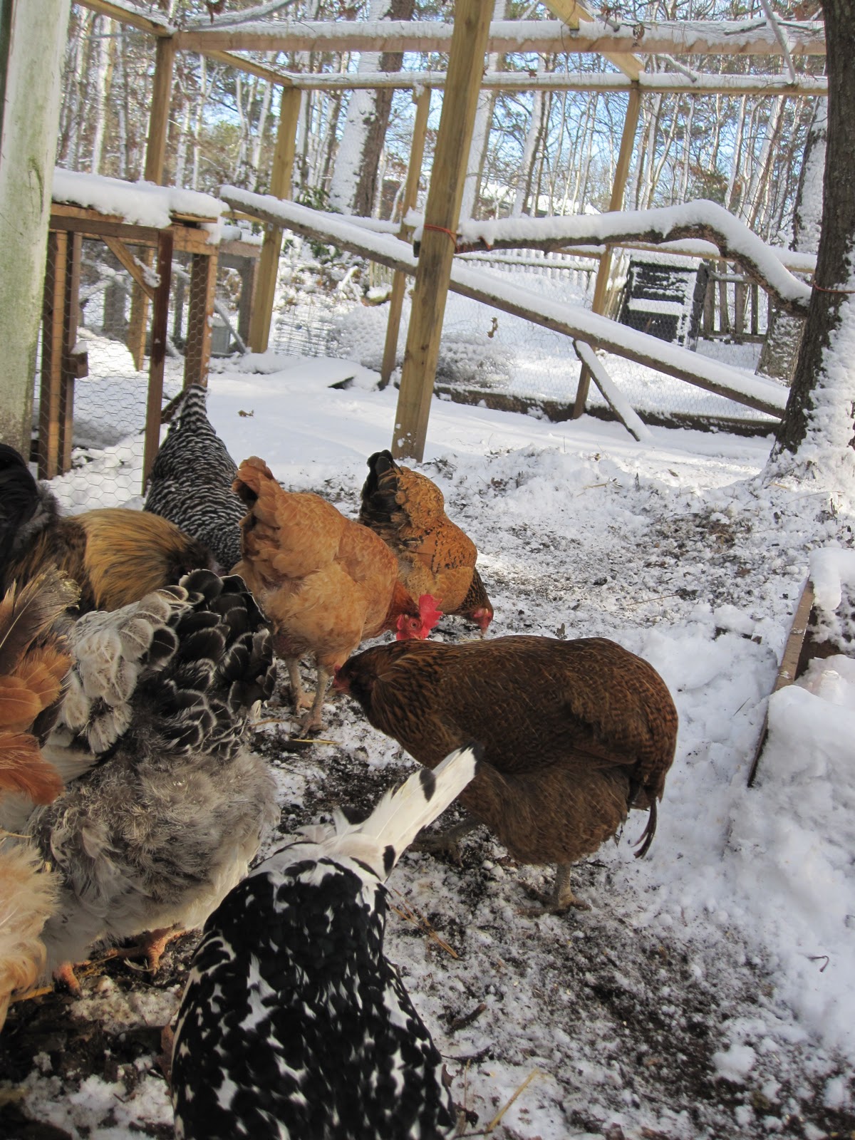 Tilly's Nest: Heating the Chicken Coop