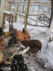 coop winter chickens chicken heat heating nest cold tilly coops keeping snow raising backyard climates pet tillysnest winterizing egg keep