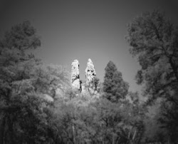 Riparian Habitat in Cave Creek Canyon