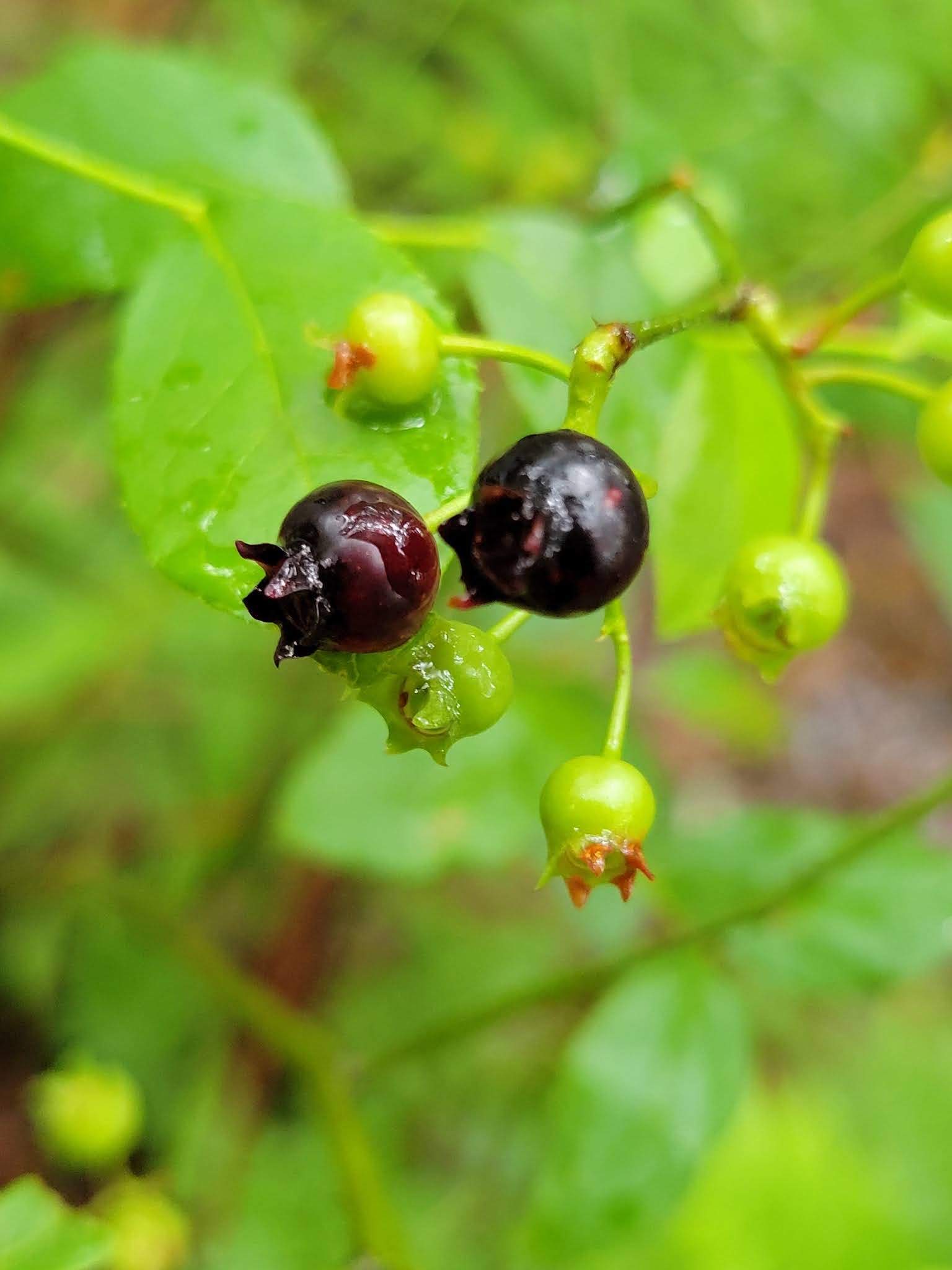 Finding Free Plants Wild Blueberries in North East Florida