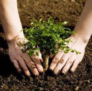 introduction of afforestation importance of afforestation